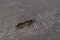 Klimeschia transversella