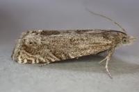 Eucosma aspidiscana