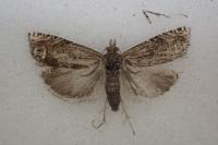 Eucosma aspidiscana