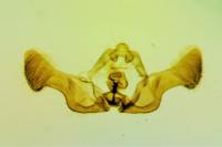 Eucosma aspidiscana