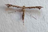 Amblyptilia acanthadactyla