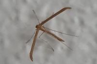 Emmelina monodactyla
