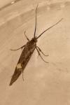 Esperia sulphurella