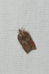 Acleris