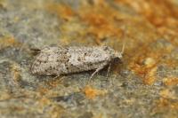 Cnephasia hellenica