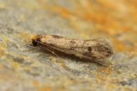 Tinea basifasciella