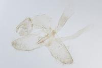 Tinea basifasciella