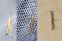 Coleophora albicosta