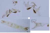 Coleophora albicosta