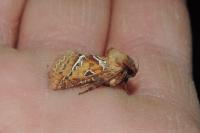 Triodia sylvina