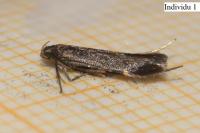 Oxypteryx immaculatella