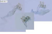 Oxypteryx immaculatella