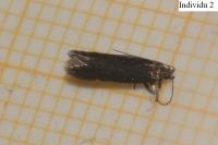 Oxypteryx immaculatella