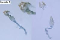 Oxypteryx immaculatella