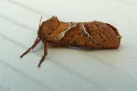 Triodia sylvina