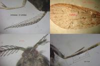 Psyche crassiorella