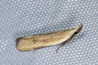 Mesophleps corsicella