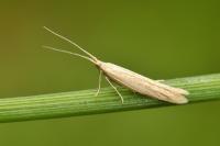 Coleophora salinella