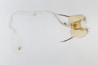 Coleophora salinella