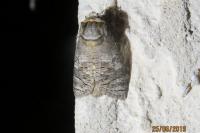Cossus cossus