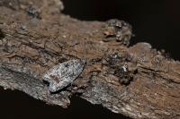Semioscopis strigulana