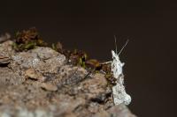 Ypsolopha asperella