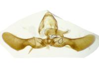 Pammene giganteana