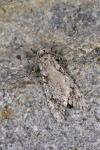 Diurnea fagella