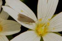 Coleophora lutarea