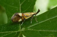 Alabonia geoffrella