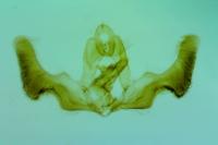 Epiblema sticticana