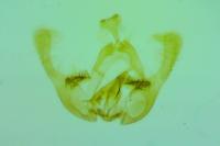 Endothenia marginana
