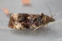 Endothenia lapideana