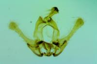 Endothenia lapideana