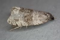 Orthotaenia undulana