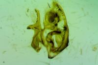 Orthotaenia undulana
