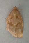 Archips rosana