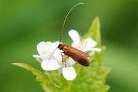 Cauchas rufimitrella
