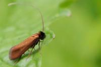 Cauchas rufimitrella