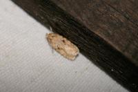 Agonopterix arenella