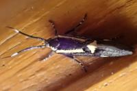 Esperia sulphurella