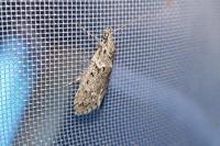 Diurnea fagella