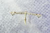 Platyptilia gonodactyla