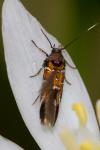 Pancalia leuwenhoekella