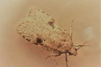Agonopterix propinquella