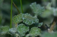 Wheeleria spilodactyla