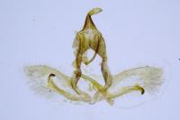 Cnephasia cupressivorana