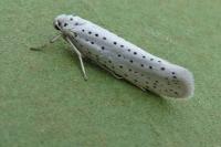 Yponomeuta evonymella