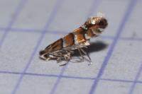 Phyllonorycter stettinensis
