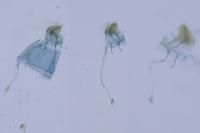 Phyllonorycter stettinensis